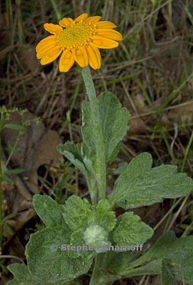 eriophyllum lanatum 2 graphic